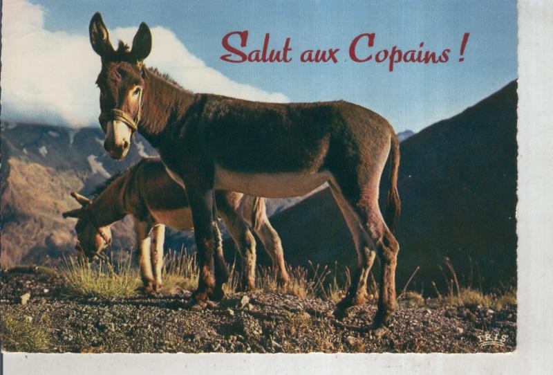 Postal 016179: Burros en Interlaken