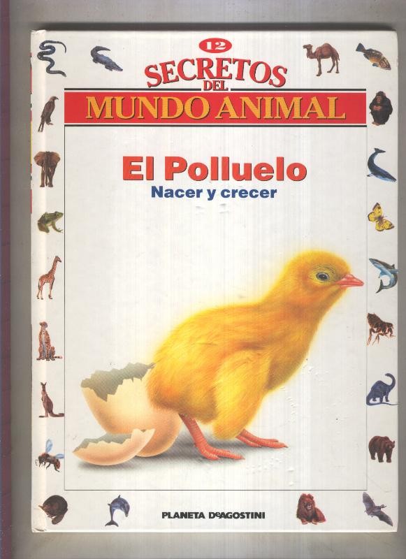 Secretos del mundo animal numero 12: El polluelo, nacer y crecer