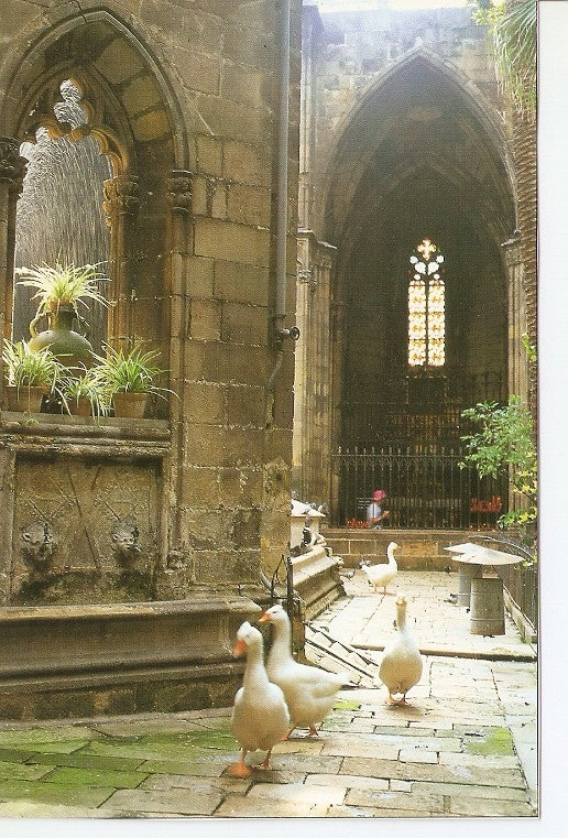 Postal 020028 : Claustro de la Catedral. Barcelona