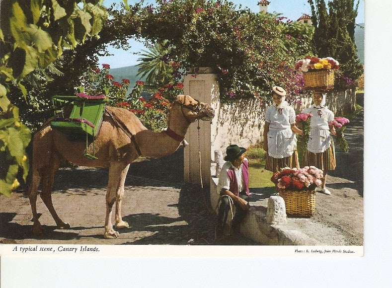 Postal 022273 : Typcial scen, Canary Islands