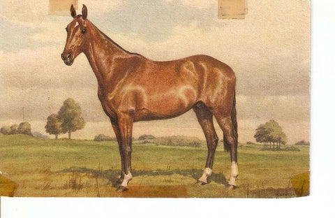 Postal 022367 : Pintura caballoI