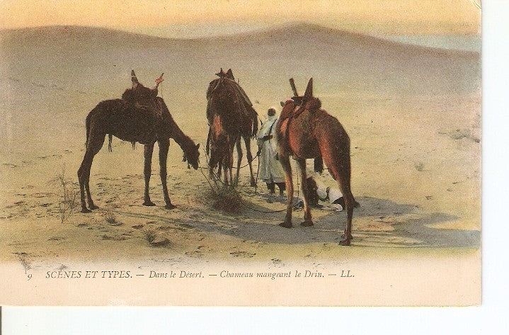 Postal 022370 : Pintura. Dans le Desert. - Charmeaud mangeant le Drin