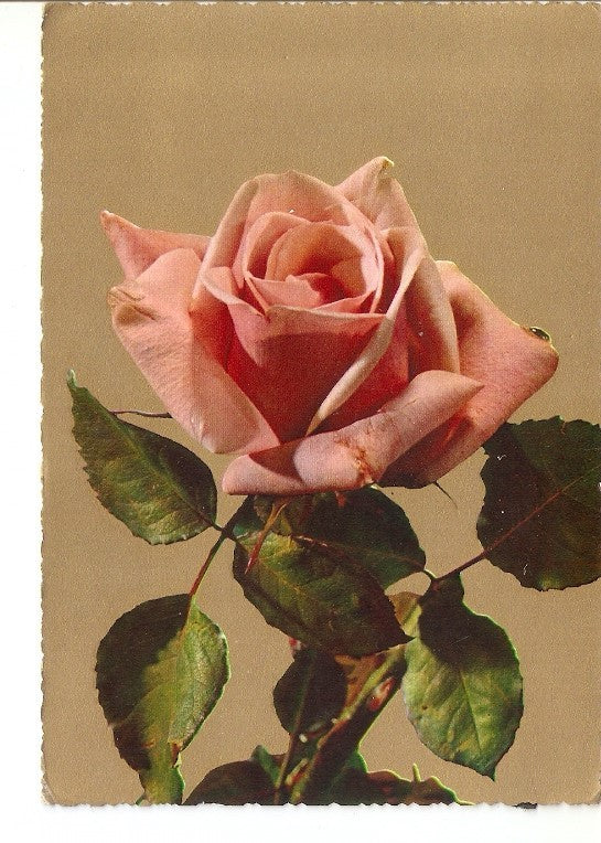 Postal 022398 : Flores
