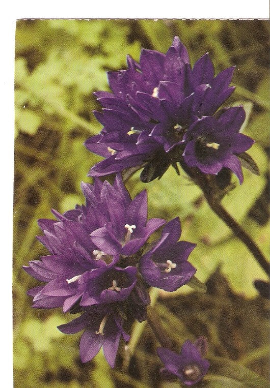 Postal 022408 : Campanula glomerata, flor