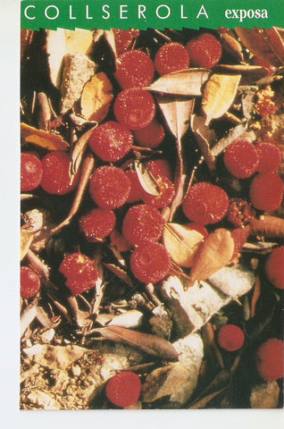 Postal 022422 : Collserola exposicio, el fruits del bosc