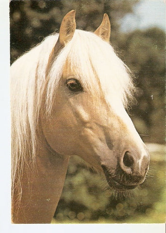 Postal 022791 : Caballo