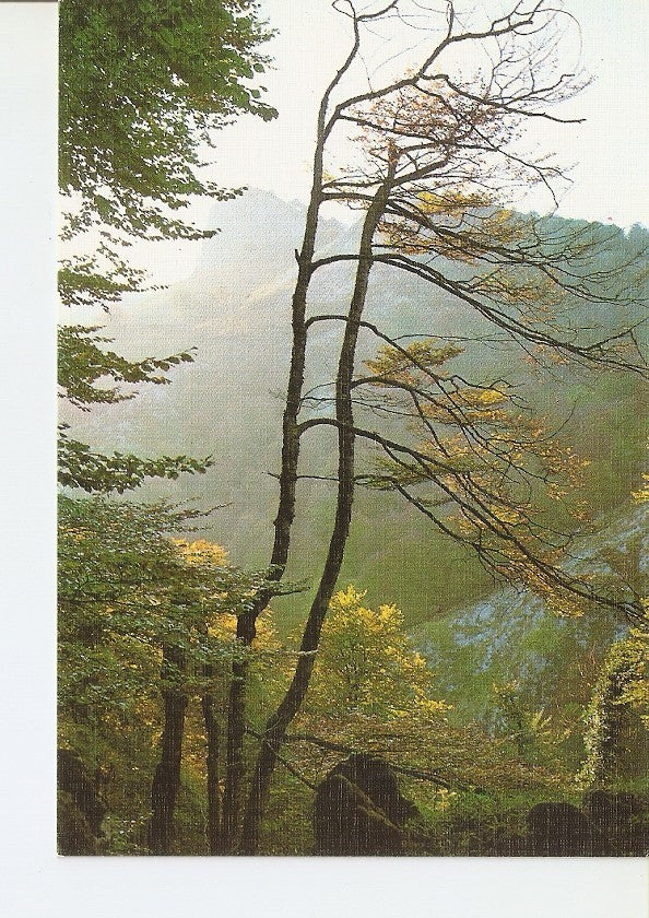 Postal 022813 : Bosque de Pone (Hayedo), Parque Nacional de Covadonga