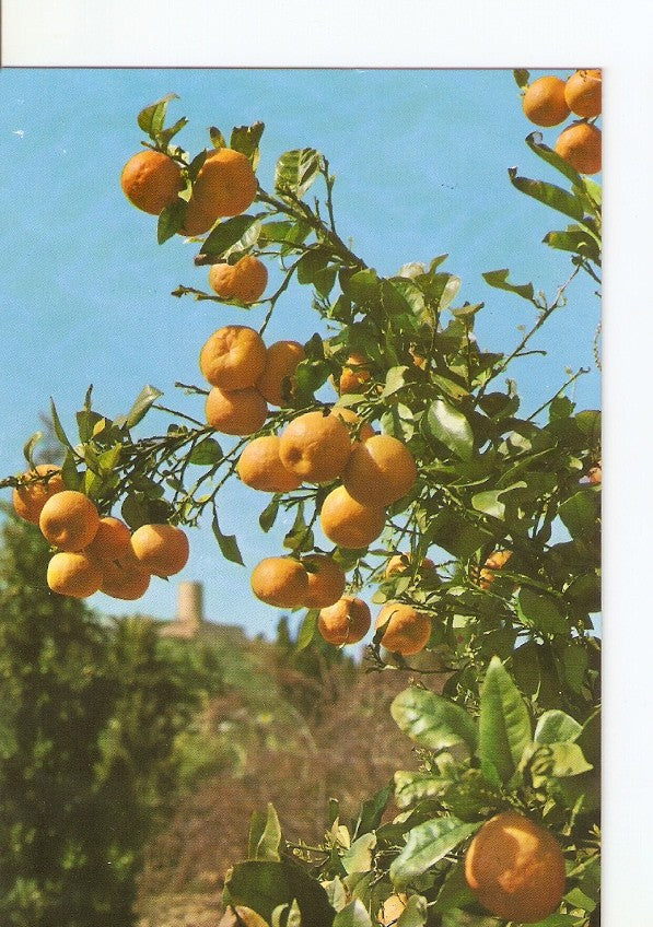 Postal 022848 : Jardin Botanico Mar i Murtra, fundacion Carlos Faust, Blanes (Costa Brava)