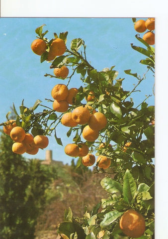 Postal 022848 : Jardin Botanico Mar i Murtra, fundacion Carlos Faust, Blanes (Costa Brava)