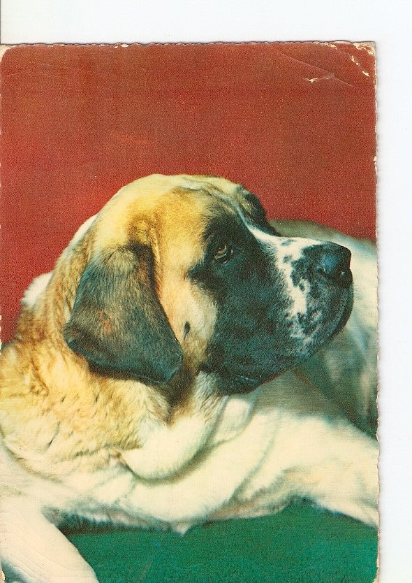 Postal 022860 : Perro