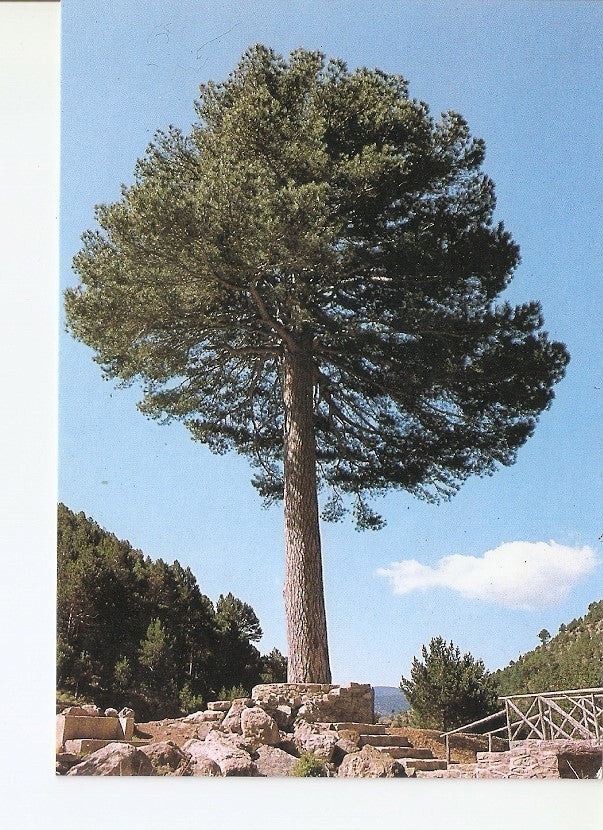 Postal 022881 : pino Escobon, Linares de Mora (Teruel)