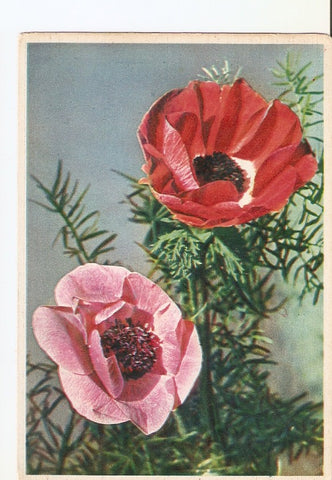 Postal 022888 : Flores