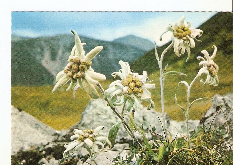 Postal 023195 : Flores