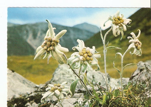 Postal 023195 : Flores