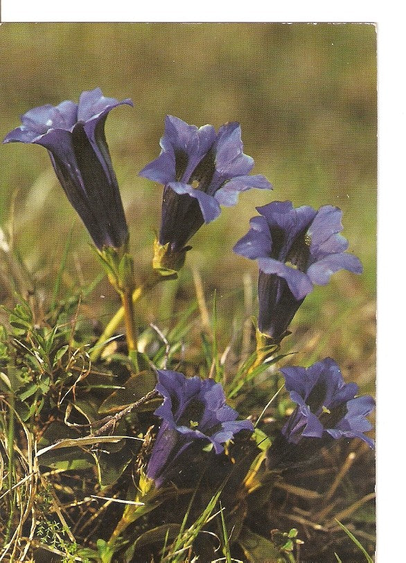 Postal 023321 : Gentiana acaulis - Stemless Gentian
