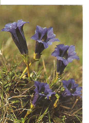 Postal 023321 : Gentiana acaulis - Stemless Gentian