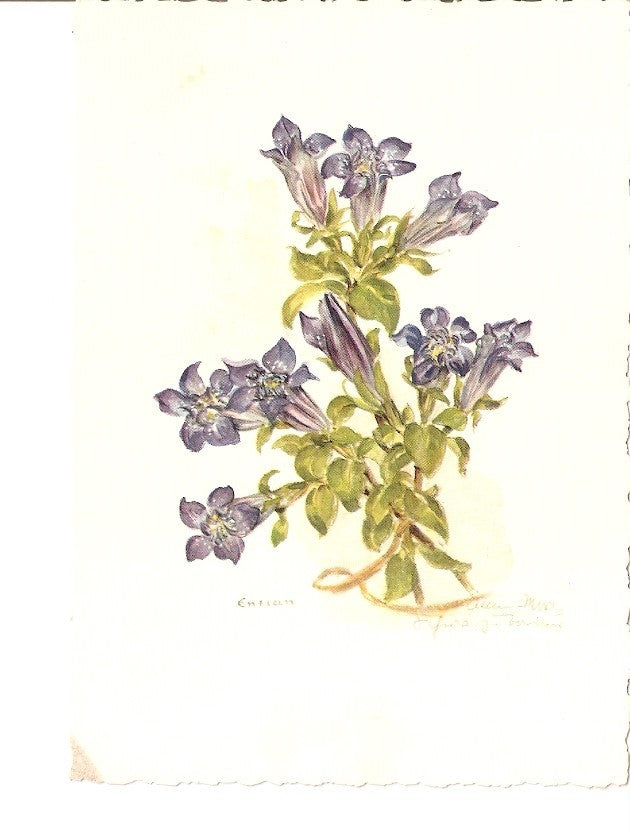 Postal 023328 : Flores