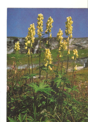 Postal 023347 : Gelber Eifenhut (Aconitum vulparia)