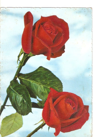 Postal 023354 : Rosas rojas