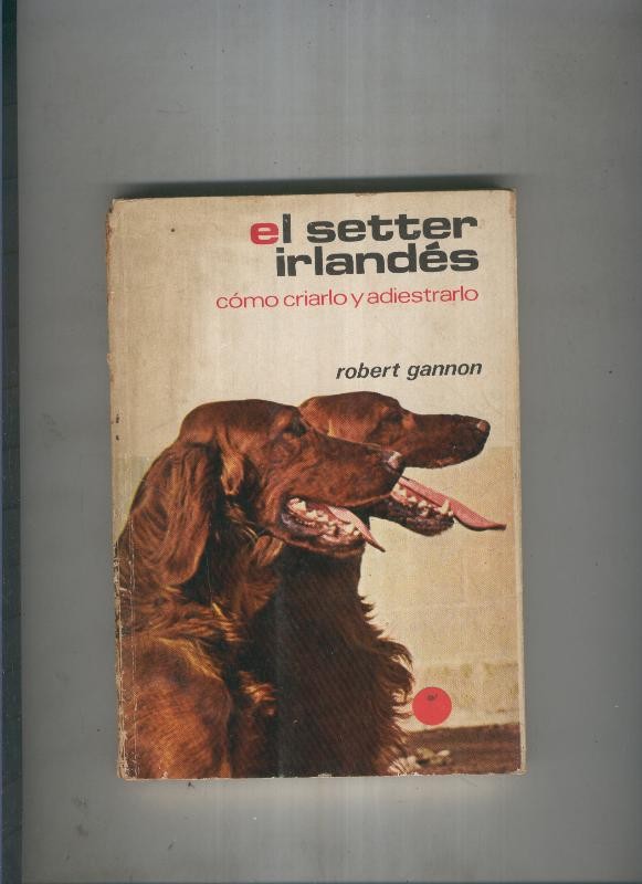 El setter irlandes