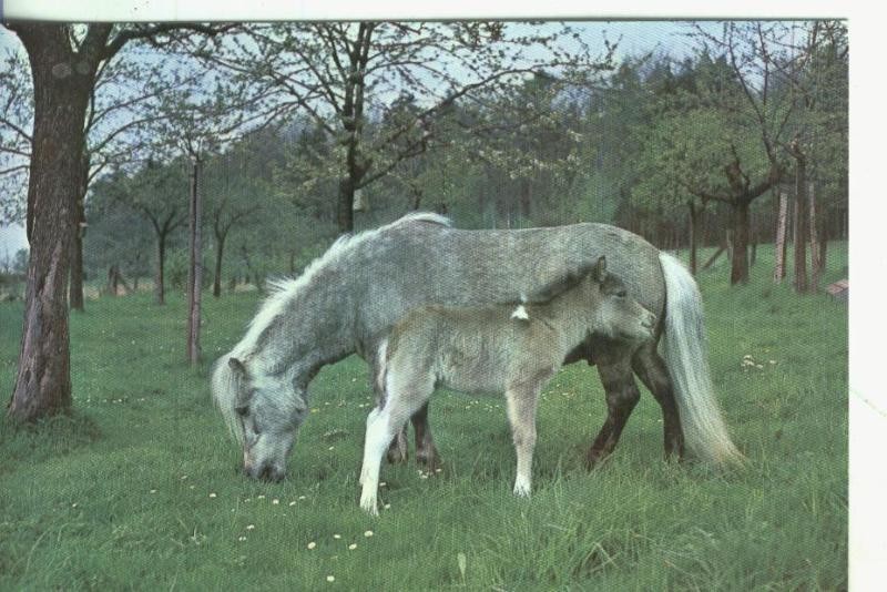 Postal 0010:: Caballo pastando en el prado