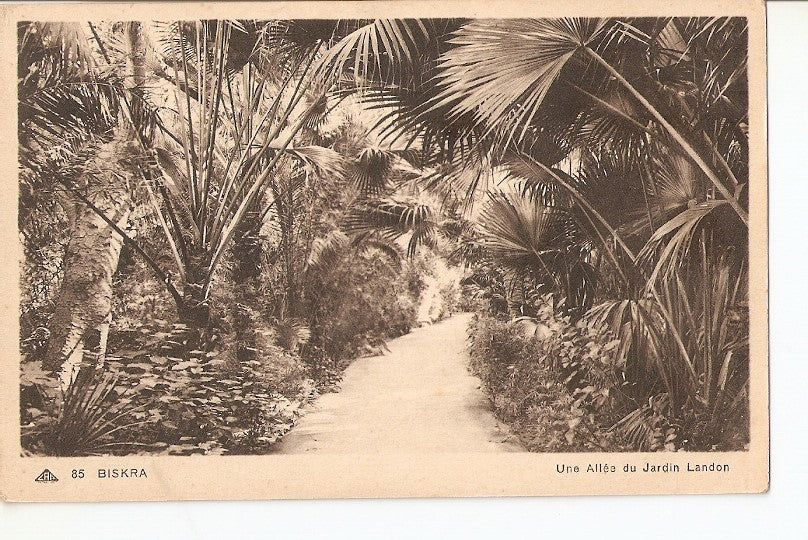 Postal 026839 : Biskra, Une Allee du Jardin Landon