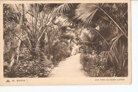 Postal 026839 : Biskra, Une Allee du Jardin Landon