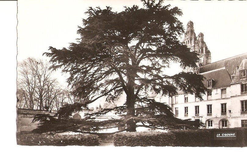 Postal 027014 : Tours, Le Musee et le Cedre