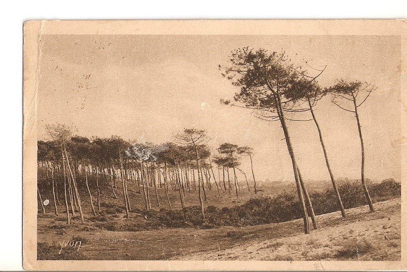 Postal 027033 : Les Pins de la Cote dArgent, A Capbreton. Les Landes de Gascone