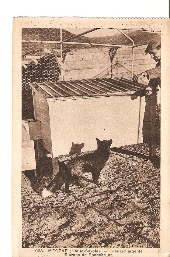Postal 027396 : Megeve (Haute-Savoie) - Renard argente. Elevage de Rochebrune