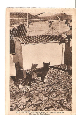 Postal 027396 : Megeve (Haute-Savoie) - Renard argente. Elevage de Rochebrune