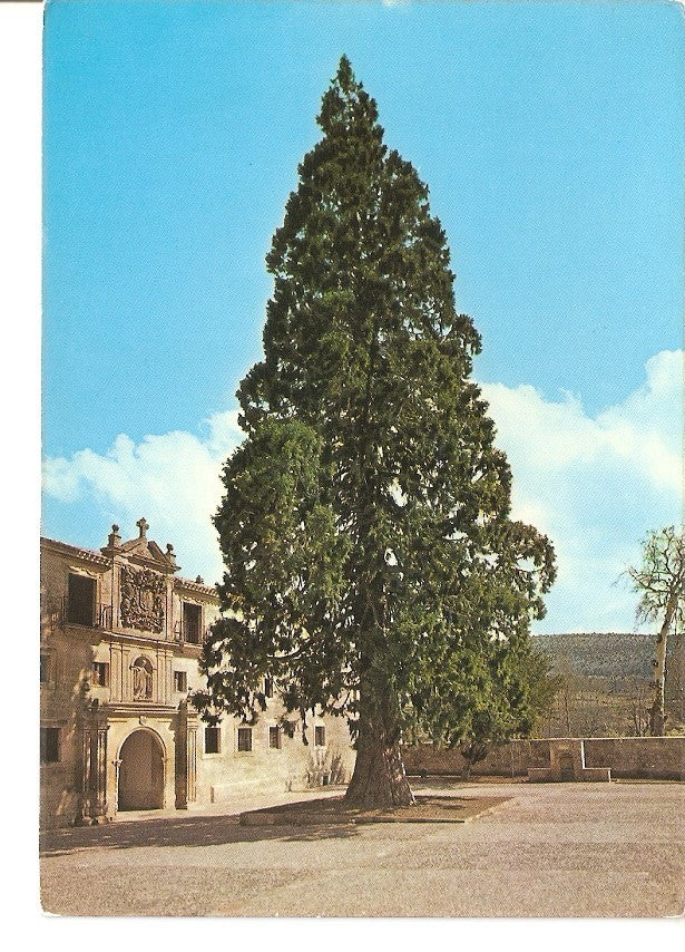 Postal 027528 : Abadia de Santo Domingo de Silos, fachada occidental y Secoya