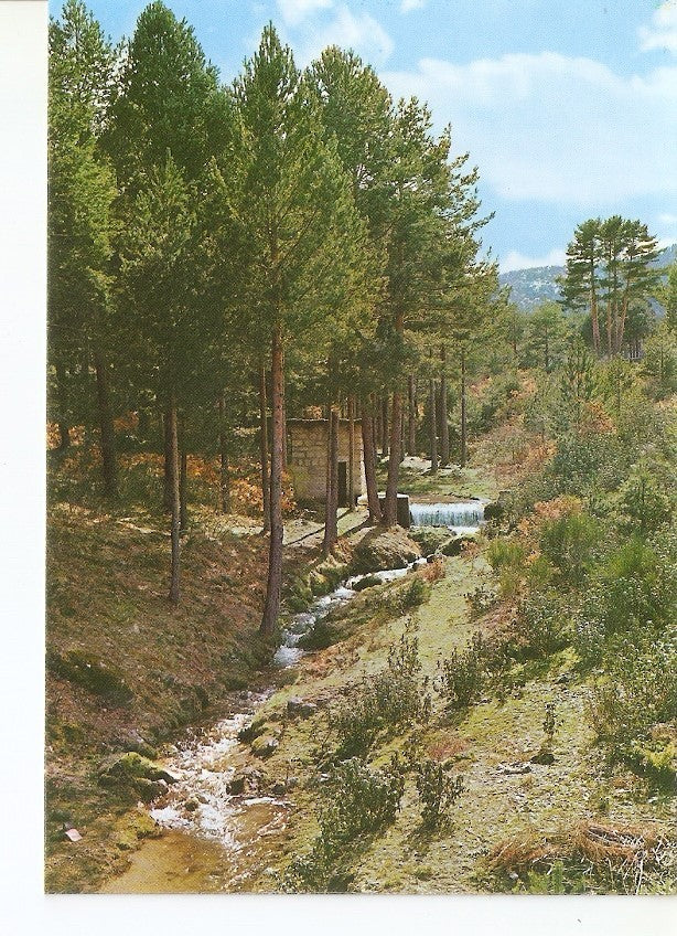 Postal 027555 : San Rafael (Segovia), Pinares