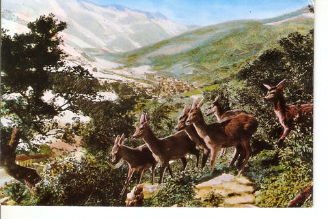 Postal 027725 : Picos de Europa, Ciervos en los Montes de Frama