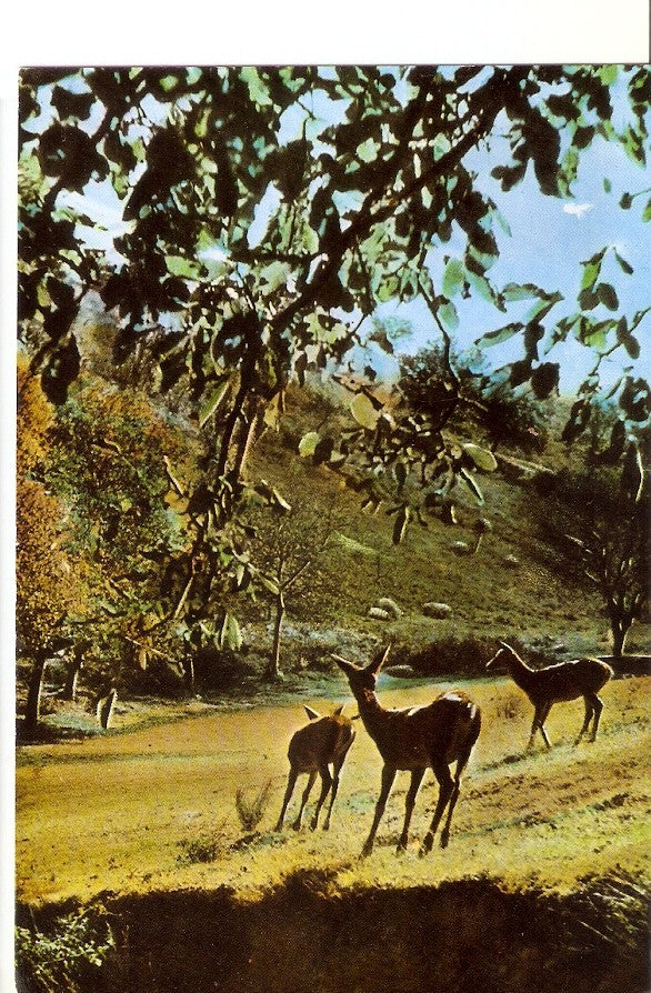 Postal 027726 : Picos de Europa, Ciervos en los Montes de Frama