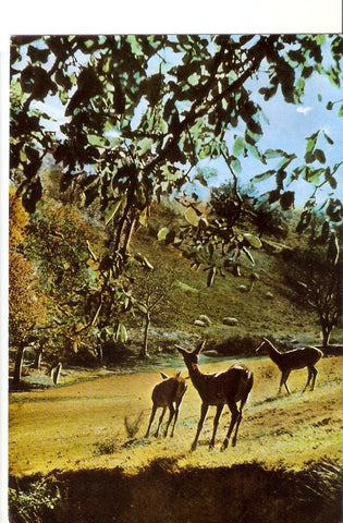 Postal 027726 : Picos de Europa, Ciervos en los Montes de Frama