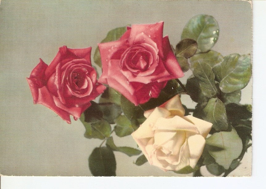Postal 027813 : Rosas