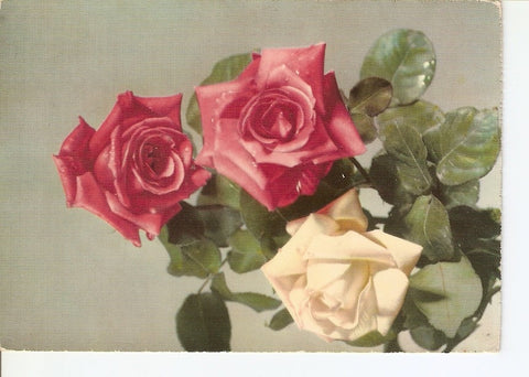 Postal 027813 : Rosas