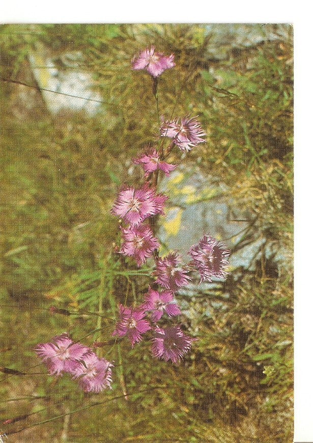 Postal 028089 : Flora Pirenaica, Clavelina Prinaica