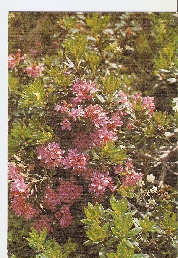 Postal 028090 : Flora Pirenaica, Rododendro