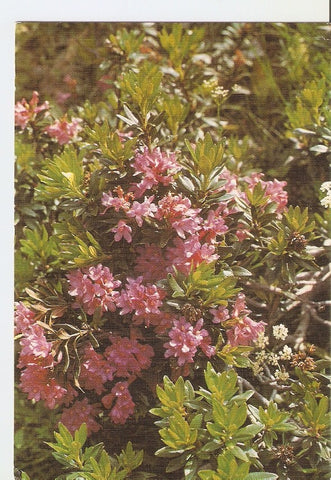 Postal 028090 : Flora Pirenaica, Rododendro