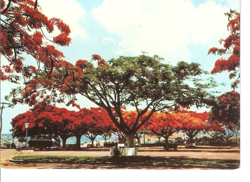 Postal 028257 : Planta de poinciana regia (Brasil)