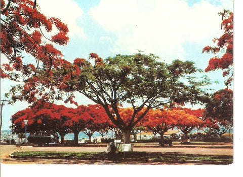 Postal 028257 : Planta de poinciana regia (Brasil)