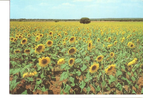 Postal 028258 : Campos de girasoles (Murcia)