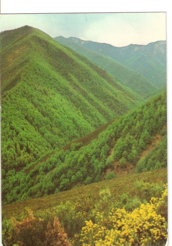 Postal 028259 : Bosque de Muniellos Cangas de Narcea (Oviedo)