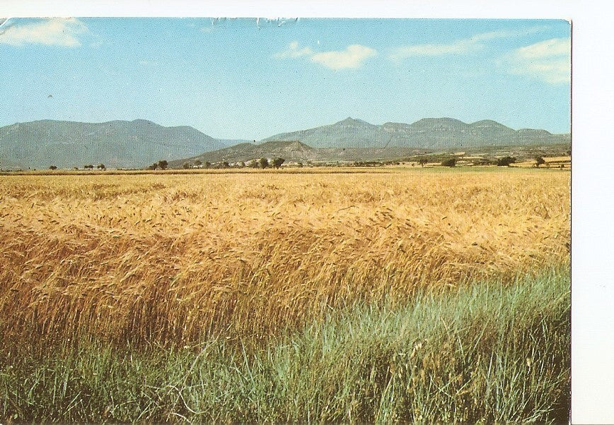 Postal 028261 : Campo de Cereales Yebera (Huesca)