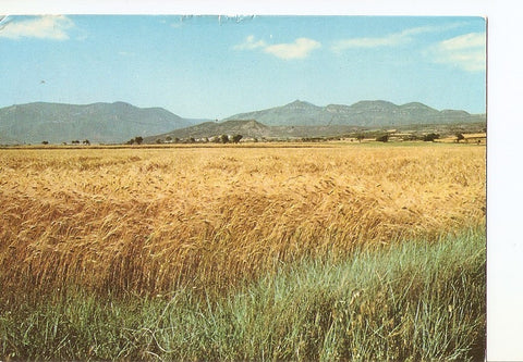 Postal 028261 : Campo de Cereales Yebera (Huesca)