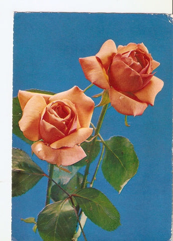 Postal 028500 : Rosas