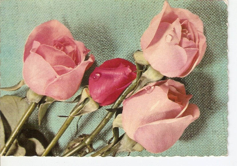 Postal 028715 : Rosas