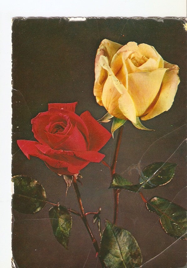 Postal 028716 : Rosas
